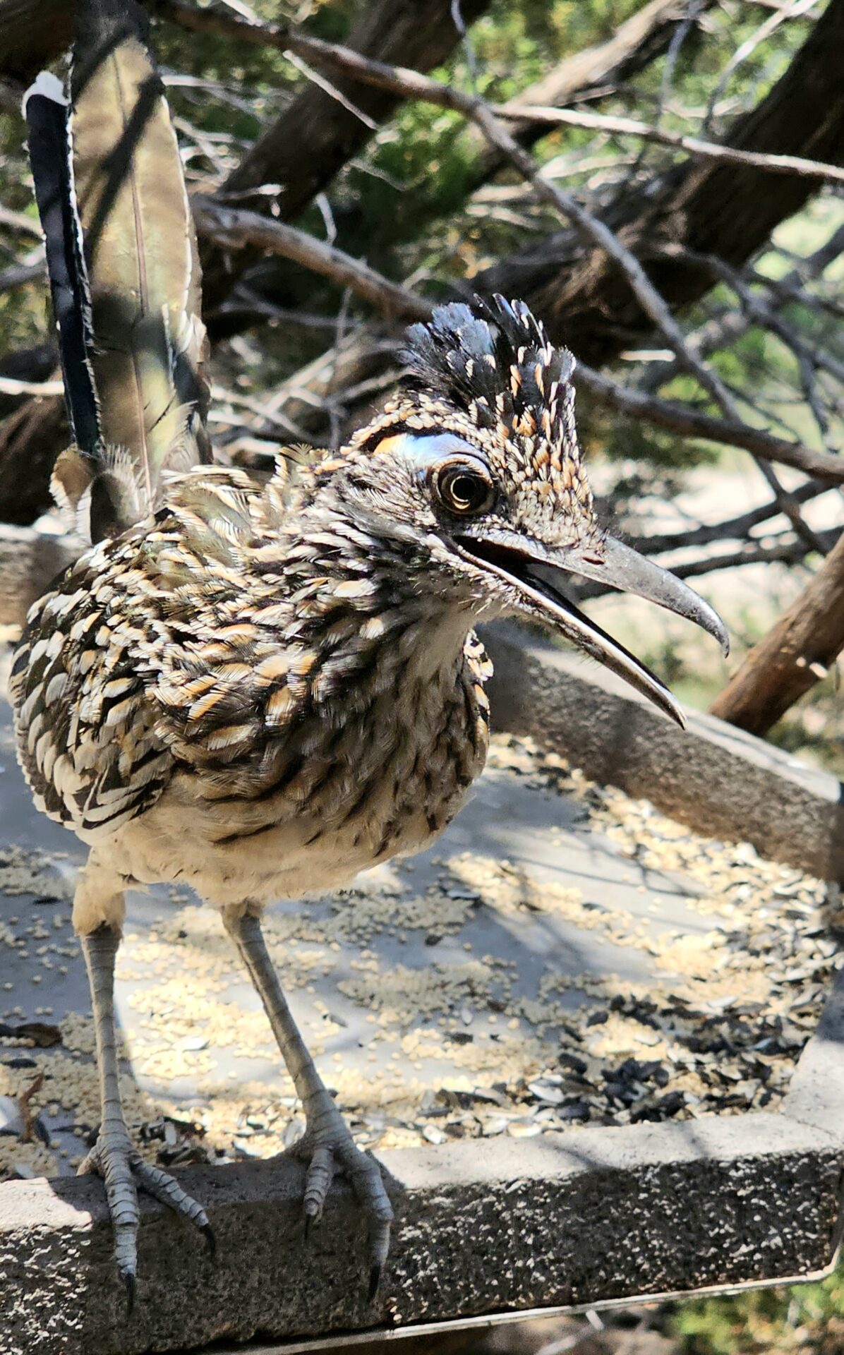 Road Runner