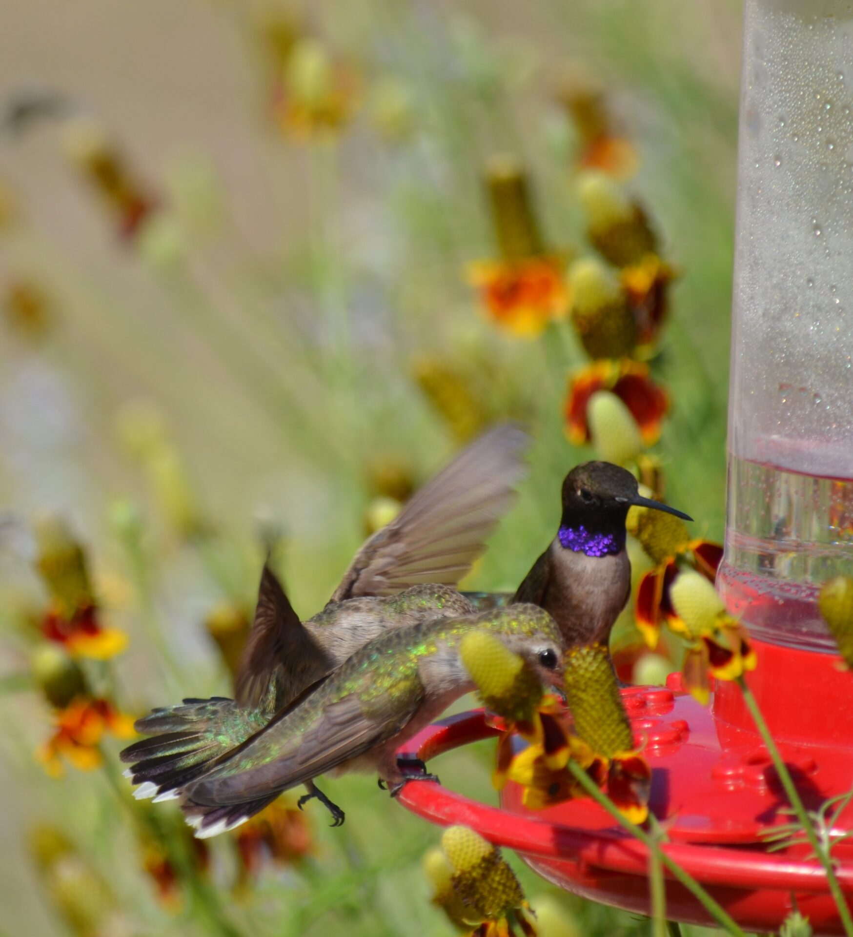 ruby throated hummingbird flash kimble county