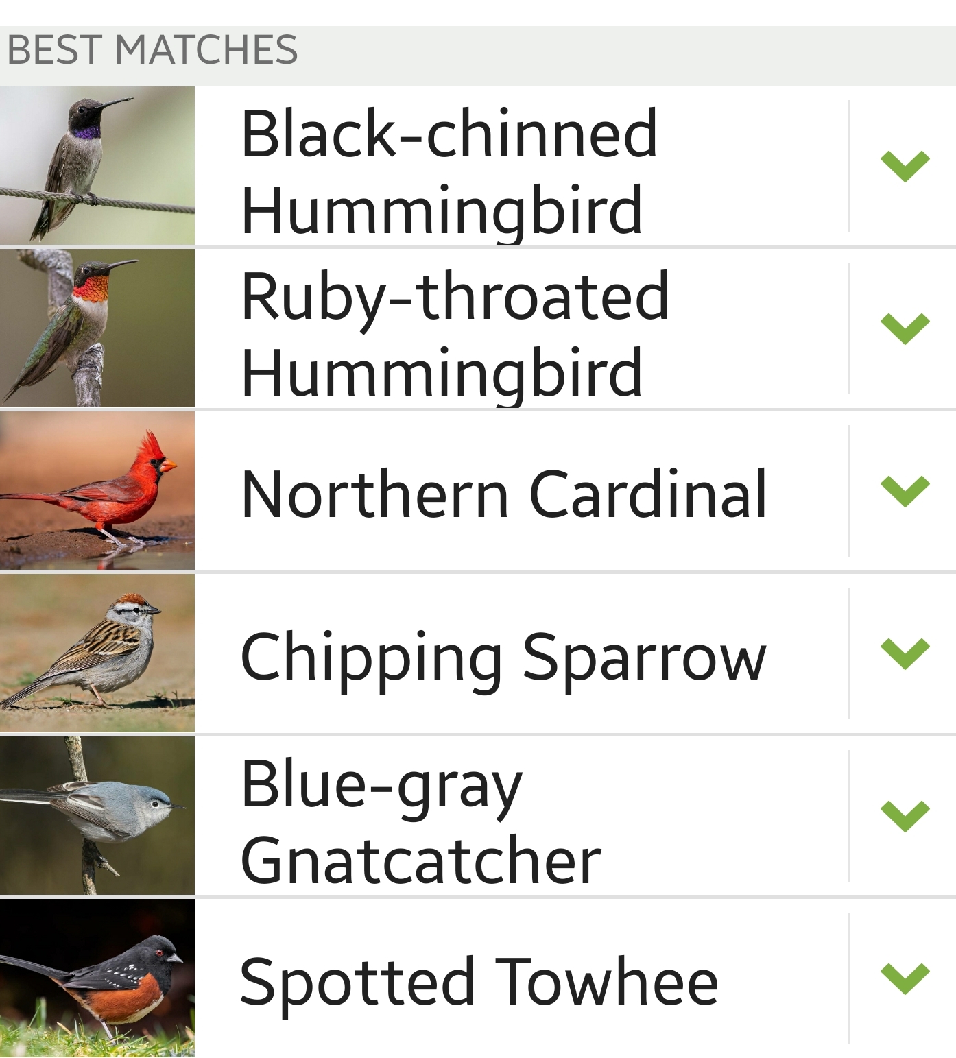 Kimble County bird sighting list