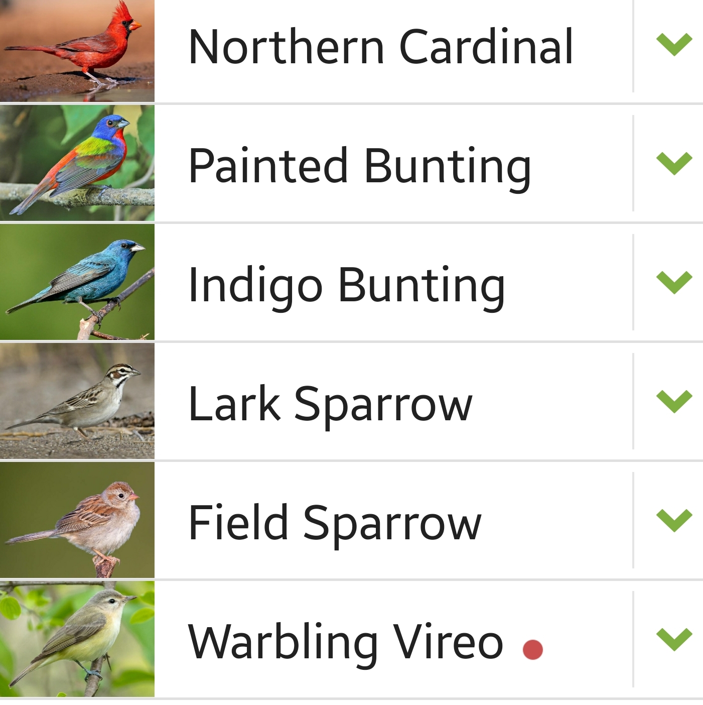 bird sighting list