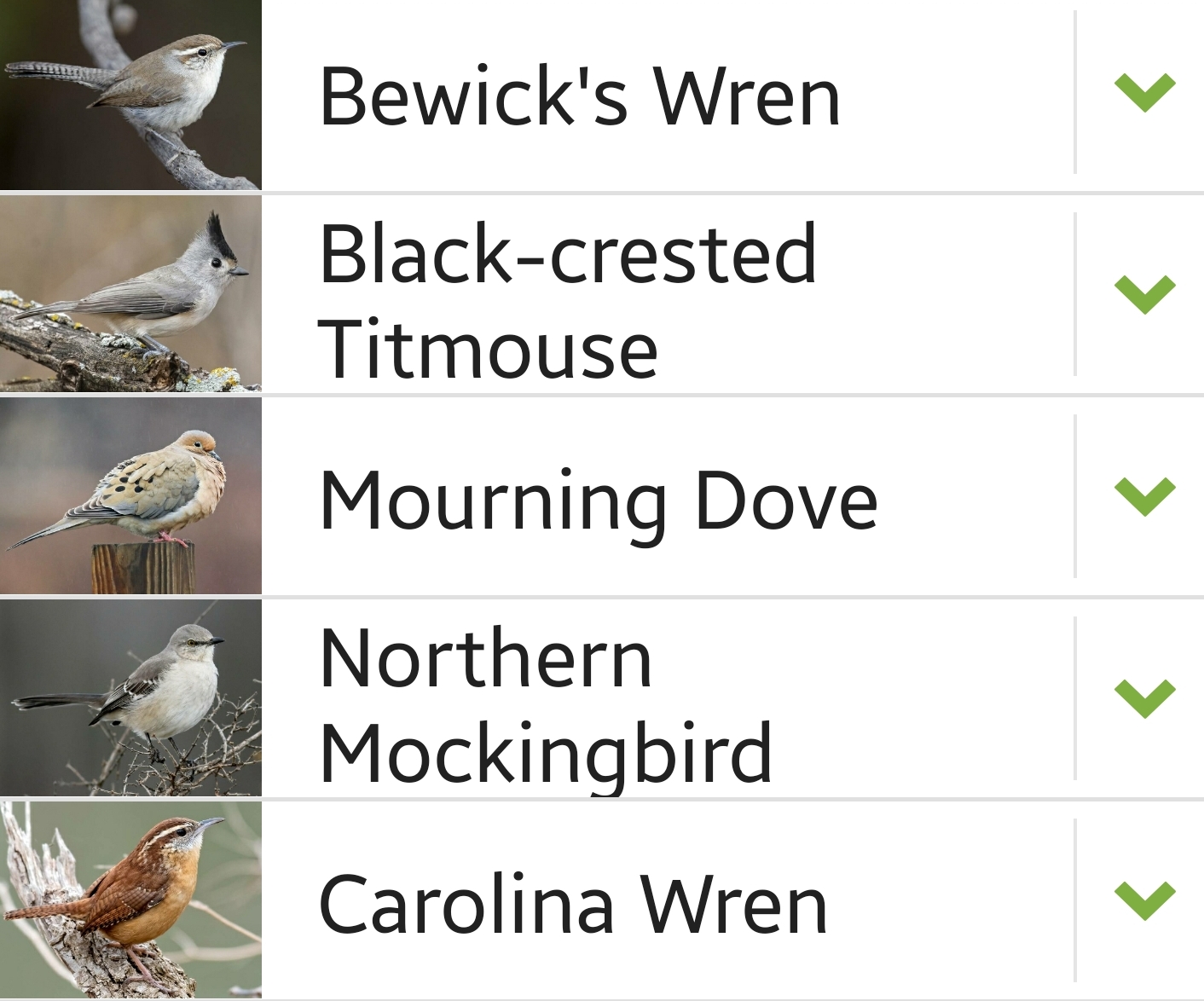 Kimble County bird sighting list