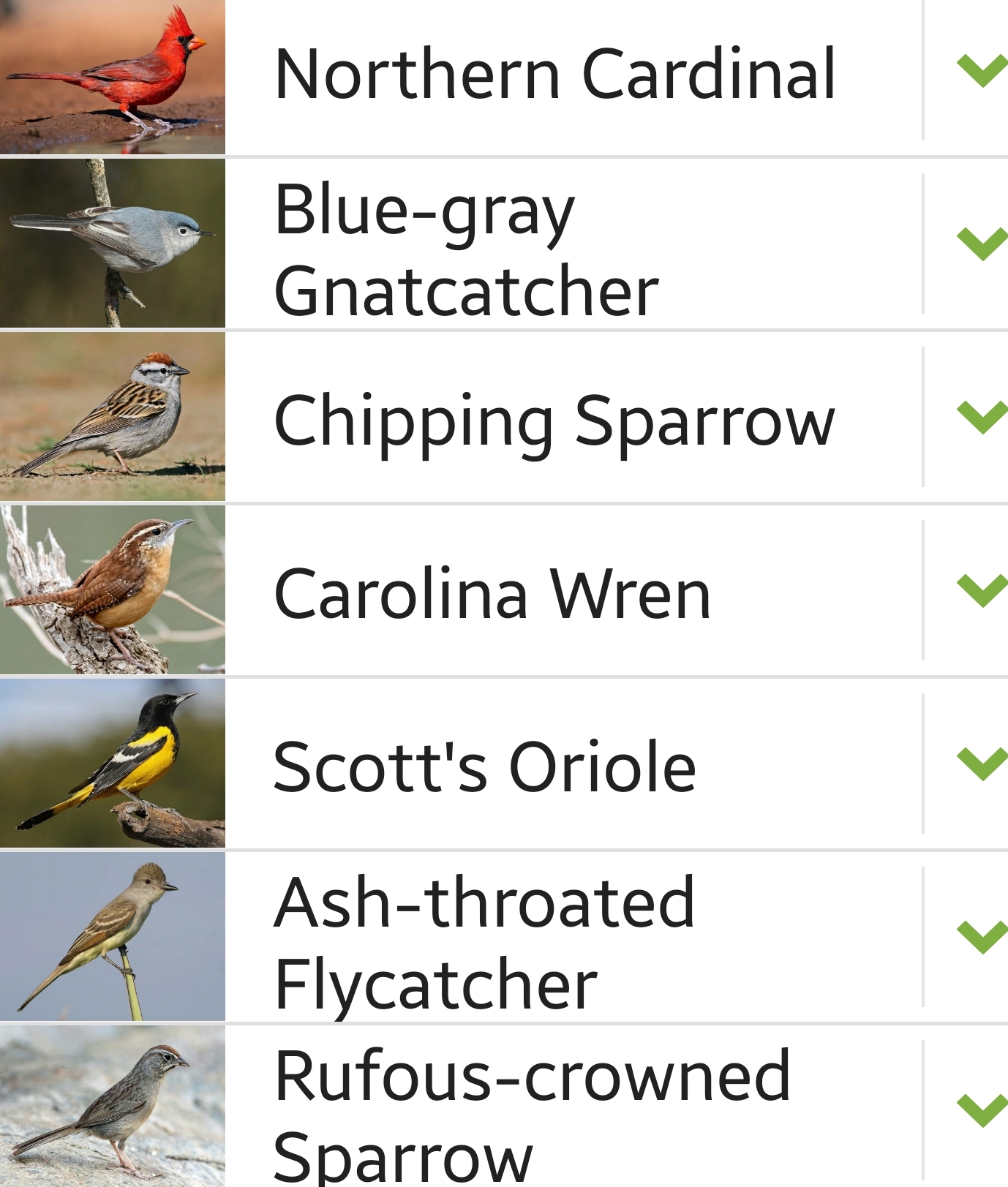 Kimble County bird sighting list