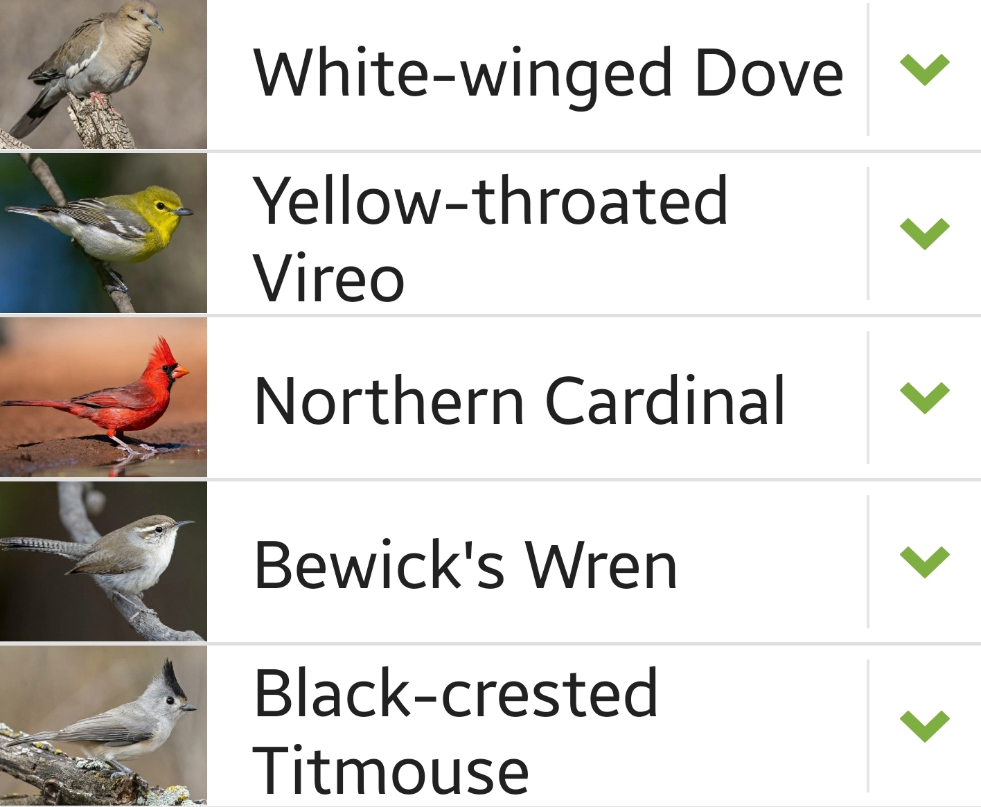 Kimble County bird sighting list