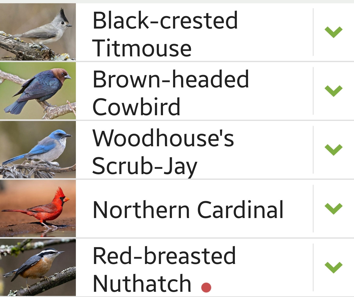Kimble County bird sighting list