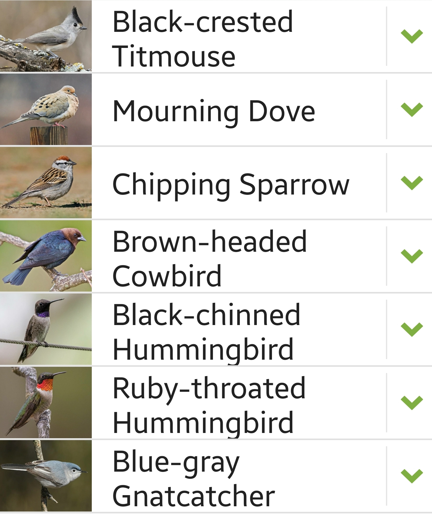 Kimble County bird sighting list