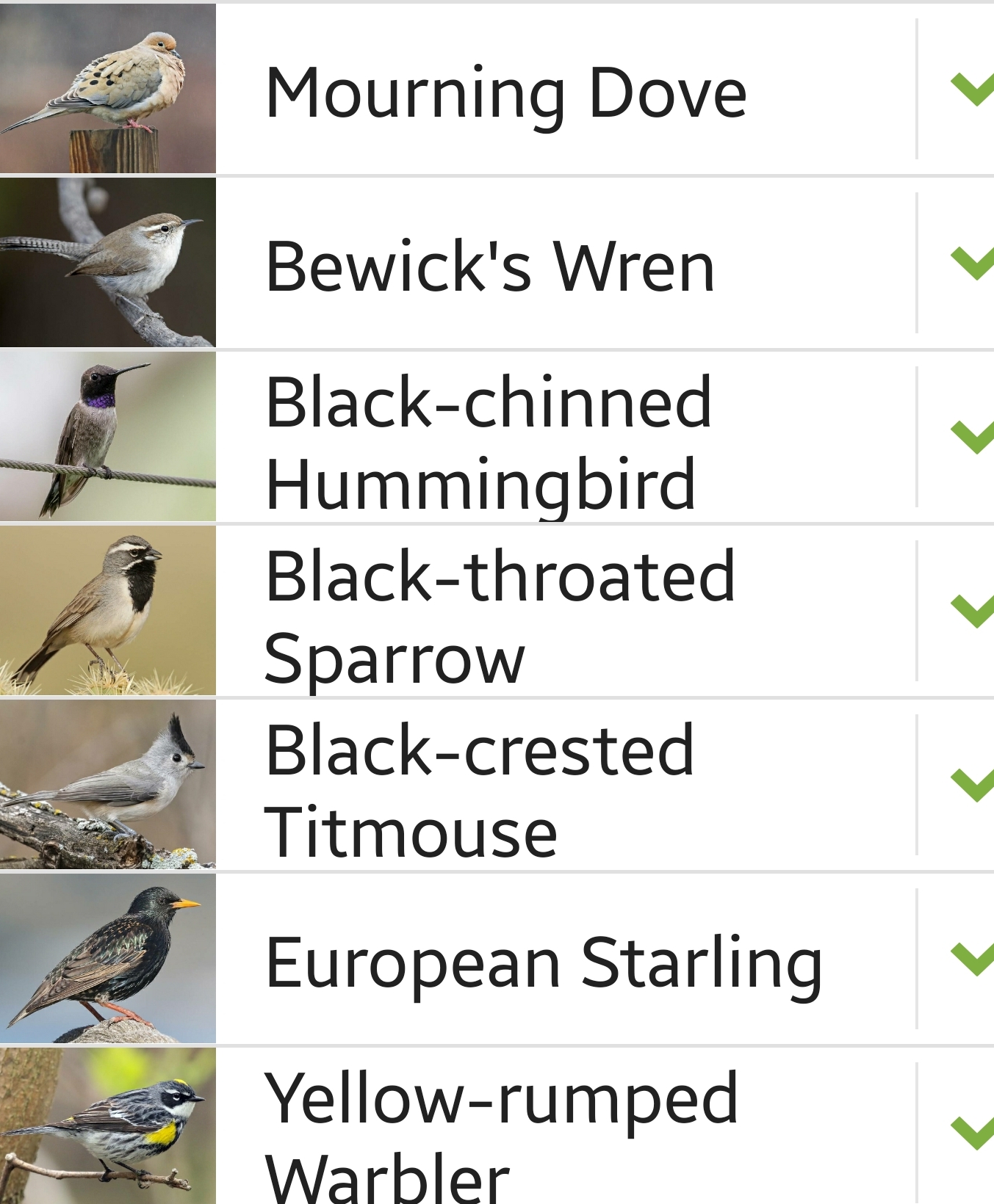 Kimble County bird sighting list