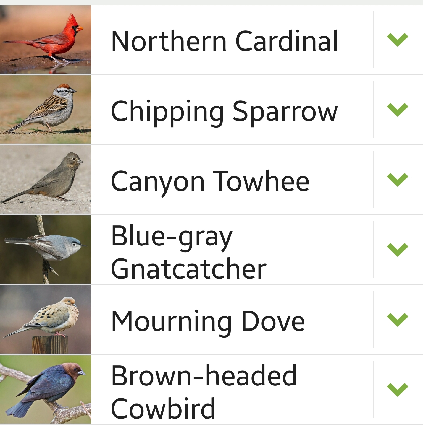 Kimble County bird sighting list