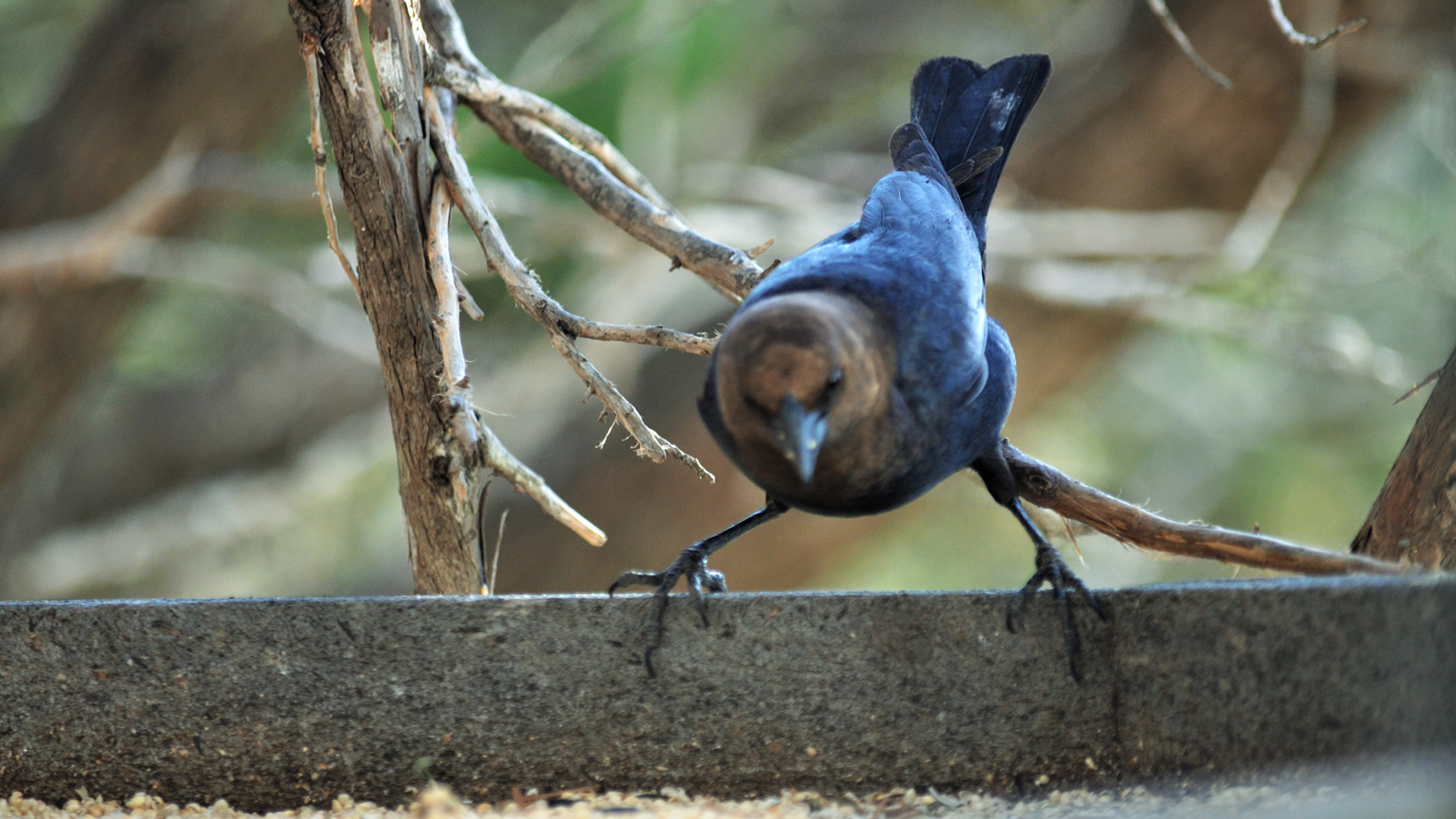 Angry Cow Bird