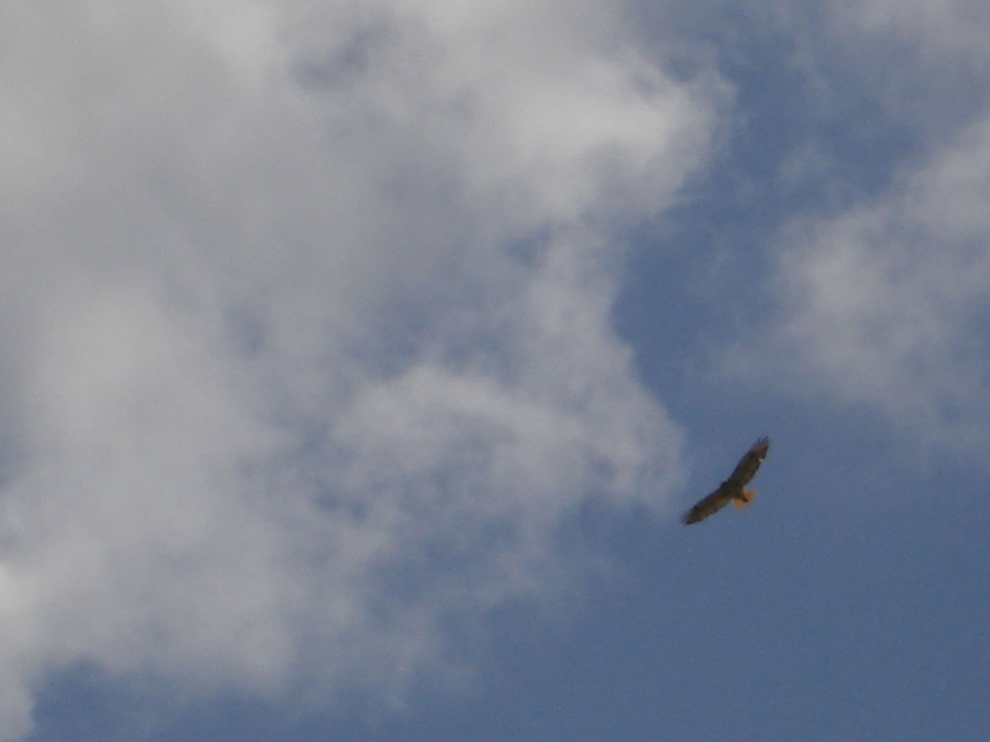 GOLDEN-EAGLE