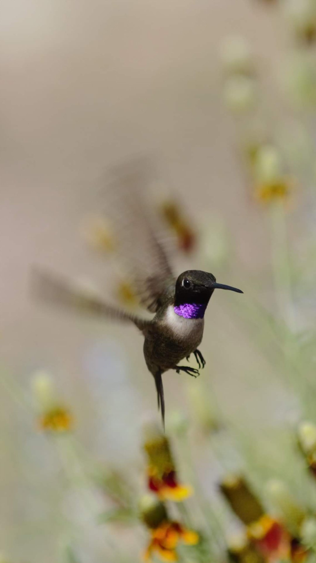 Humming Bird