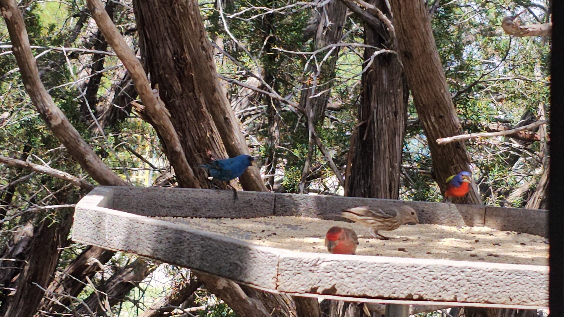 Painted Bunting Indigo Bunting