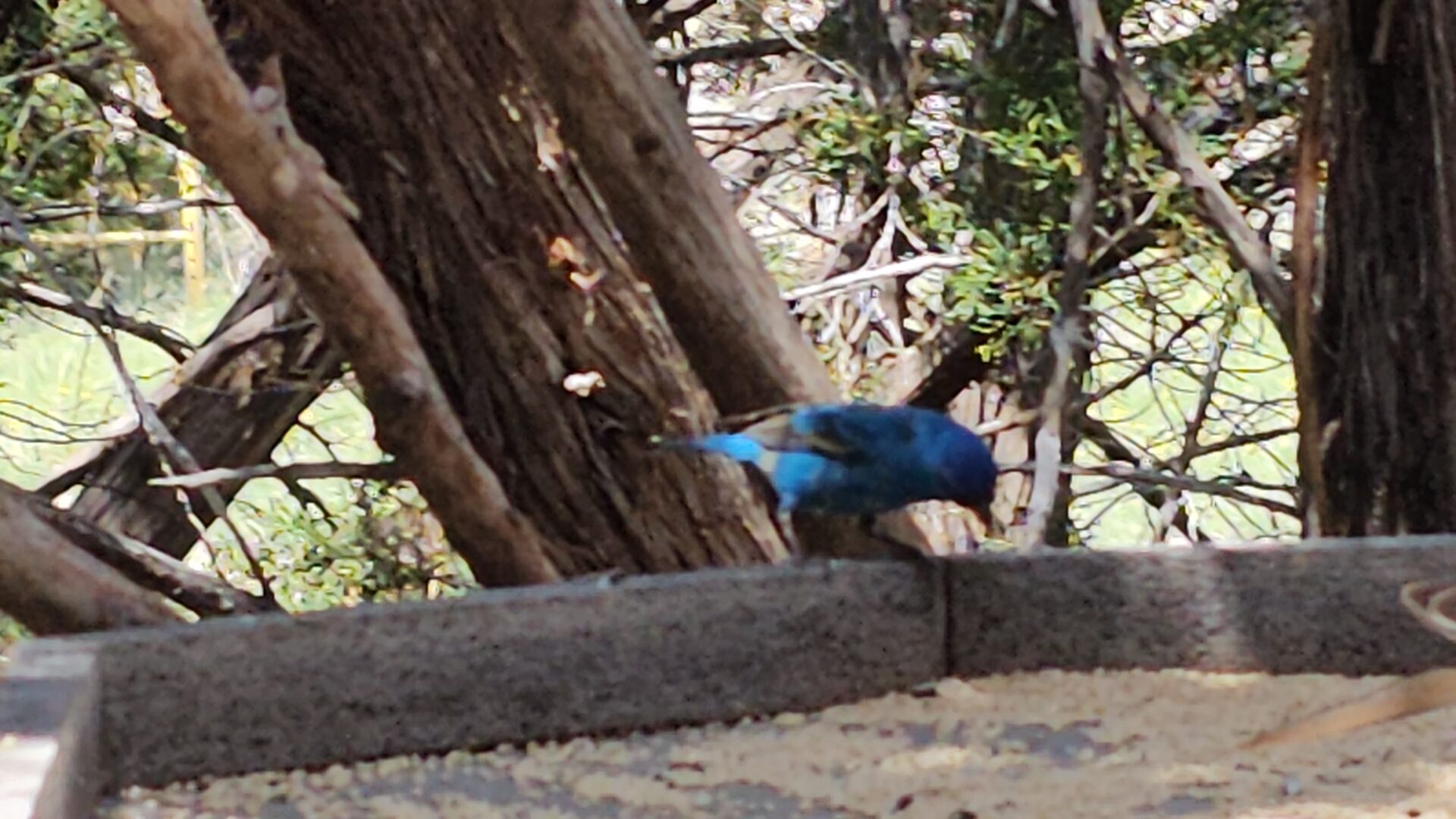 Indigo Bunting