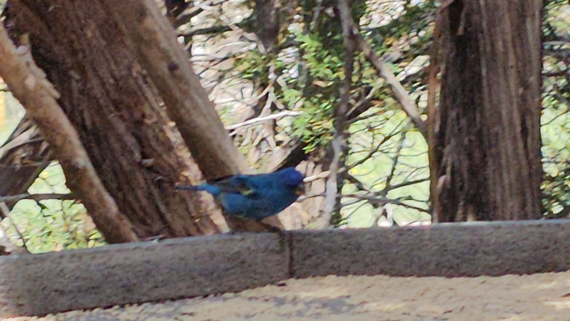 Indigo Bunting