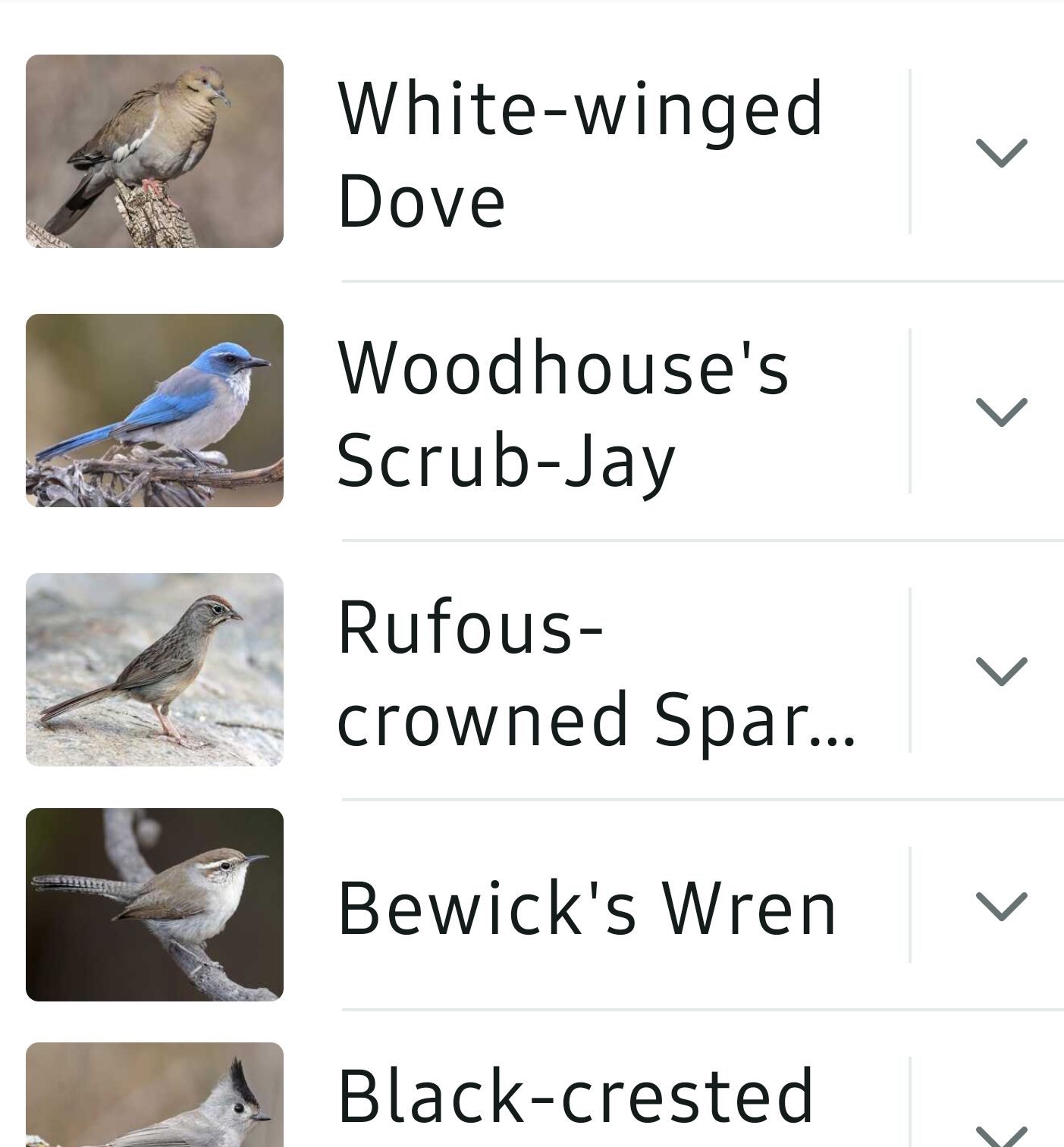 Bird List Kimble Country