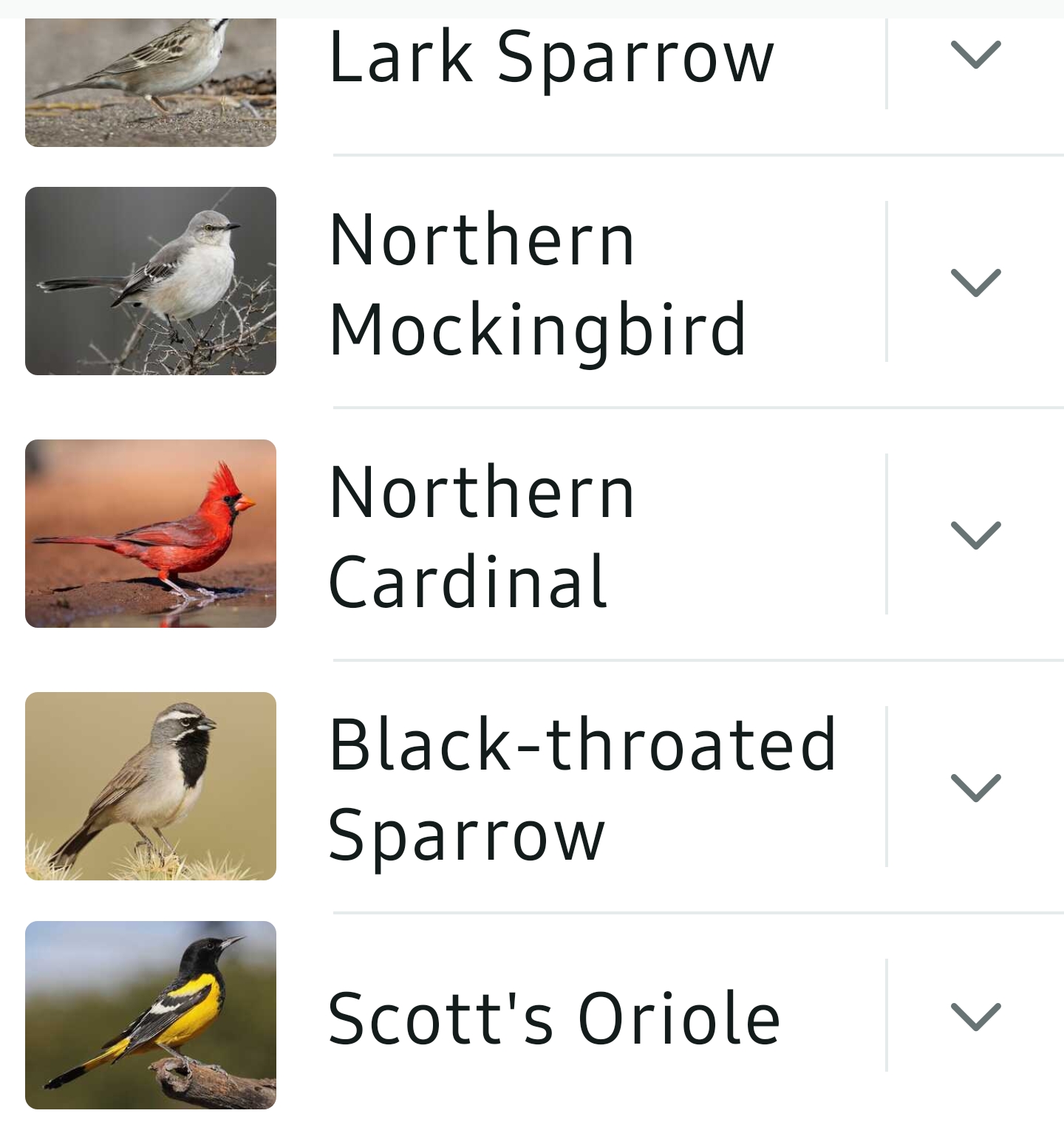 Bird List Kimble Country