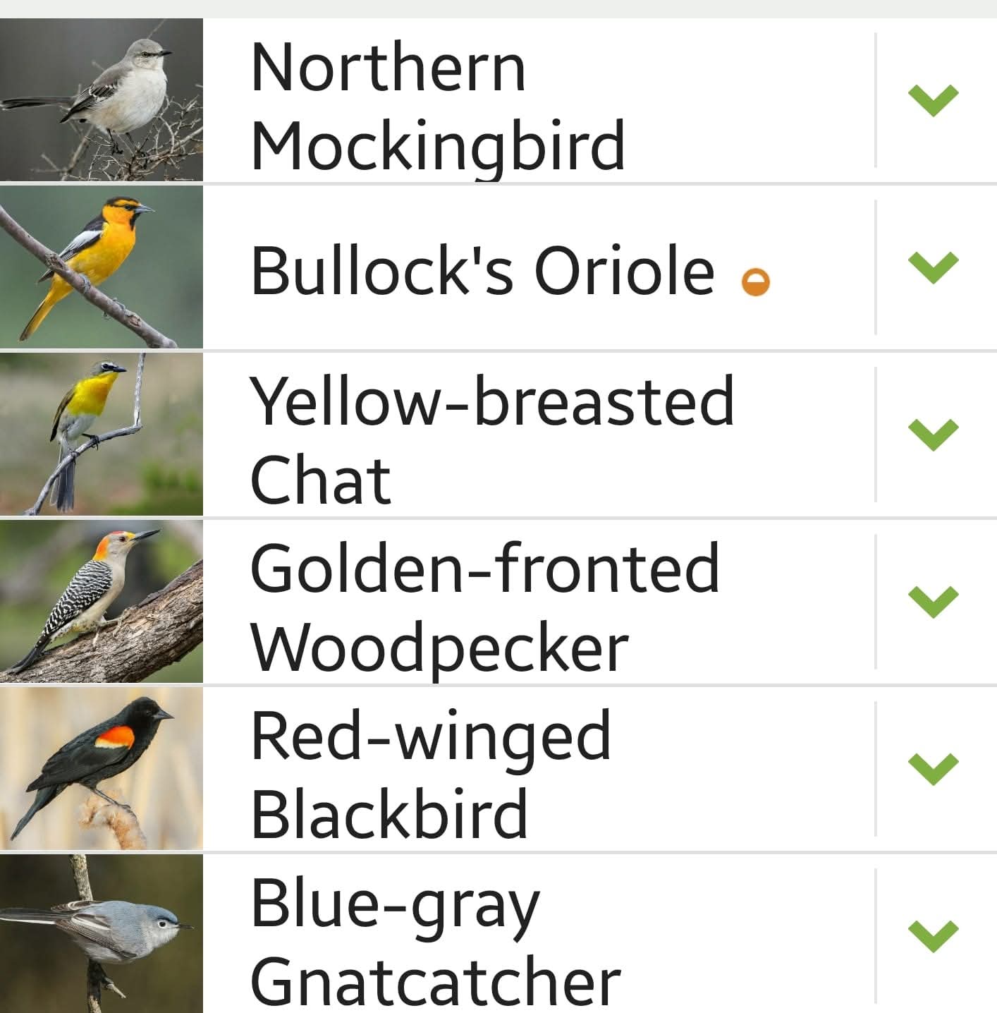 Kimble County bird sighting list